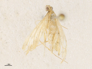  ( - CBG-A34307-H03)  @11 [ ] CreativeCommons - Attribution Share - Alike (2024) CBG Photography Group Centre for Biodiversity Genomics