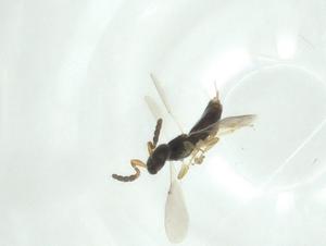  ( - CBG-A34496-H10)  @11 [ ] CreativeCommons - Attribution Share - Alike (2024) Centre for Biodiversity Genomics Centre for Biodiversity Genomics