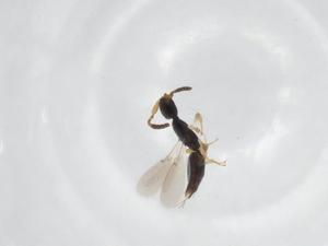  ( - CBG-A34497-E12)  @11 [ ] CreativeCommons - Attribution Share - Alike (2024) Centre for Biodiversity Genomics Centre for Biodiversity Genomics