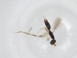  ( - CBG-A34497-F08)  @11 [ ] CreativeCommons - Attribution Share - Alike (2024) Centre for Biodiversity Genomics Centre for Biodiversity Genomics