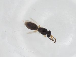  ( - CBG-A34497-G10)  @11 [ ] CreativeCommons - Attribution Share - Alike (2024) Centre for Biodiversity Genomics Centre for Biodiversity Genomics