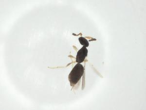  ( - CBG-A34498-C09)  @11 [ ] CreativeCommons - Attribution Share - Alike (2024) Centre for Biodiversity Genomics Centre for Biodiversity Genomics