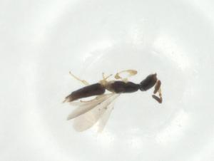  ( - CBG-A34498-G09)  @11 [ ] CreativeCommons - Attribution Share - Alike (2024) Centre for Biodiversity Genomics Centre for Biodiversity Genomics