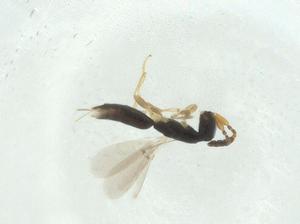  ( - CBG-A34499-F02)  @11 [ ] CreativeCommons - Attribution Share - Alike (2024) Centre for Biodiversity Genomics Centre for Biodiversity Genomics