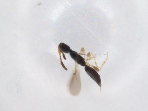  ( - CBG-A34500-C08)  @11 [ ] CreativeCommons - Attribution Share - Alike (2024) Centre for Biodiversity Genomics Centre for Biodiversity Genomics