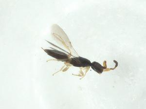  ( - CBG-A34519-H05)  @11 [ ] CreativeCommons - Attribution Share - Alike (2024) Centre for Biodiversity Genomics Centre for Biodiversity Genomics