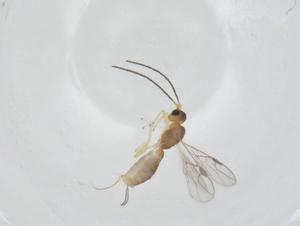  (Heterospilus Malaise9290 - CBG-A34520-C11)  @11 [ ] CreativeCommons - Attribution Share - Alike (2024) Centre for Biodiversity Genomics Centre for Biodiversity Genomics