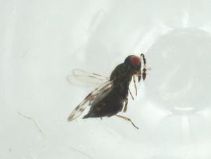  ( - CBG-A34521-E09)  @11 [ ] CreativeCommons - Attribution Share - Alike (2024) Centre for Biodiversity Genomics Centre for Biodiversity Genomics