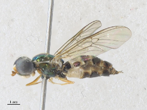  ( - CBG-A35159-A12)  @11 [ ] CreativeCommons - Attribution Share - Alike (2024) CBG Photography Group Centre for Biodiversity Genomics