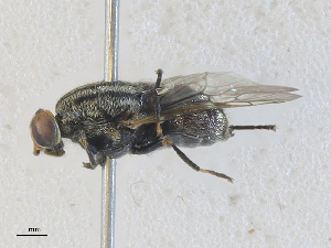  ( - CBG-A35159-C02)  @11 [ ] CreativeCommons - Attribution Share - Alike (2024) CBG Photography Group Centre for Biodiversity Genomics