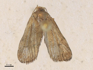 ( - CBG-A35159-H03)  @11 [ ] CreativeCommons - Attribution Share - Alike (2024) CBG Photography Group Centre for Biodiversity Genomics