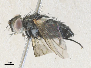  ( - CBG-A35160-F02)  @11 [ ] CreativeCommons - Attribution Share - Alike (2024) CBG Photography Group Centre for Biodiversity Genomics