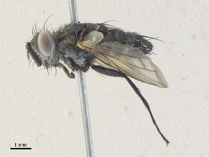  ( - CBG-A35160-F03)  @11 [ ] CreativeCommons - Attribution Share - Alike (2024) CBG Photography Group Centre for Biodiversity Genomics