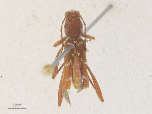  ( - CBG-A35161-C05)  @11 [ ] CreativeCommons - Attribution Share - Alike (2024) CBG Photography Group Centre for Biodiversity Genomics