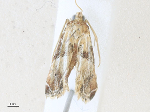  (pyraMalaise01 malaise6371 - CBG-A35161-F11)  @11 [ ] CreativeCommons - Attribution Share - Alike (2024) CBG Photography Group Centre for Biodiversity Genomics