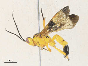  ( - CBG-A35191-D03)  @11 [ ] CreativeCommons - Attribution Share - Alike (2024) CBG Photography Group Centre for Biodiversity Genomics