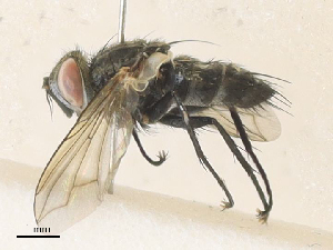  ( - CBG-A35192-H06)  @11 [ ] CreativeCommons - Attribution Share - Alike (2024) CBG Photography Group Centre for Biodiversity Genomics