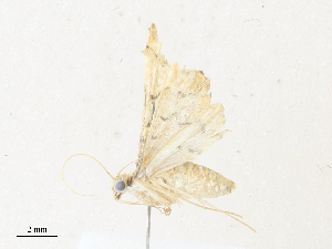  ( - CBG-A35195-C10)  @11 [ ] CreativeCommons - Attribution Share - Alike (2024) CBG Photography Group Centre for Biodiversity Genomics