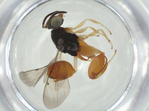  ( - CBG-A35223-F07)  @11 [ ] CreativeCommons - Attribution Share - Alike (2024) Centre for Biodiversity Genomics Centre for Biodiversity Genomics