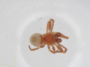  ( - CBG-A35224-B03)  @11 [ ] CreativeCommons - Attribution Share - Alike (2024) Centre for Biodiversity Genomics Centre for Biodiversity Genomics