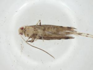  ( - CBG-A35251-E05)  @11 [ ] CreativeCommons - Attribution Share - Alike (2024) Centre for Biodiversity Genomics Centre for Biodiversity Genomics