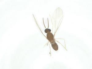  (Blondelia Janzen4285 - CBG-A35256-E01)  @11 [ ] CreativeCommons - Attribution Share - Alike (2024) Centre for Biodiversity Genomics Centre for Biodiversity Genomics