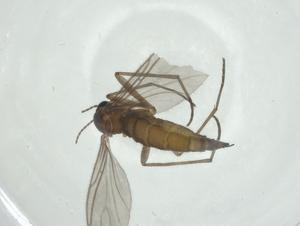  ( - CBG-A35261-E07)  @11 [ ] CreativeCommons - Attribution Share - Alike (2024) Centre for Biodiversity Genomics Centre for Biodiversity Genomics