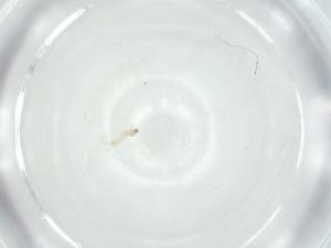  ( - CBG-A35261-G06)  @11 [ ] CreativeCommons - Attribution Share - Alike (2024) Centre for Biodiversity Genomics Centre for Biodiversity Genomics