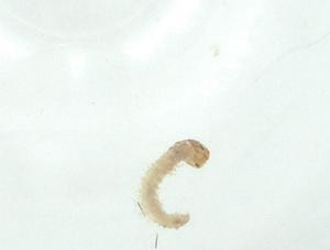  ( - CBG-A35261-G12)  @11 [ ] CreativeCommons - Attribution Share - Alike (2024) Centre for Biodiversity Genomics Centre for Biodiversity Genomics