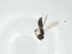  ( - CBG-A36135-B04)  @11 [ ] CreativeCommons - Attribution Share - Alike (2024) Centre for Biodiversity Genomics Centre for Biodiversity Genomics