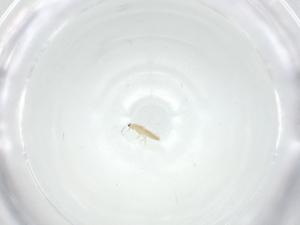  ( - CBG-A36136-D12)  @11 [ ] CreativeCommons - Attribution Share - Alike (2024) Centre for Biodiversity Genomics Centre for Biodiversity Genomics