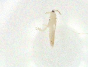  ( - CBG-A36136-G02)  @11 [ ] CreativeCommons - Attribution Share - Alike (2024) Centre for Biodiversity Genomics Centre for Biodiversity Genomics