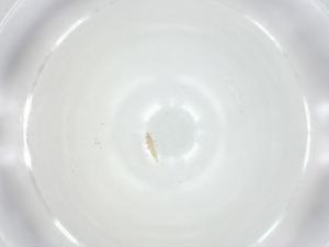  ( - CBG-A36136-G10)  @11 [ ] CreativeCommons - Attribution Share - Alike (2024) Centre for Biodiversity Genomics Centre for Biodiversity Genomics