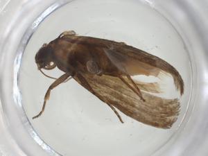  ( - CBG-A36137-A07)  @11 [ ] CreativeCommons - Attribution Share - Alike (2024) Centre for Biodiversity Genomics Centre for Biodiversity Genomics