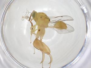  (chalMalaise01 Malaise6173 - CBG-A36153-H01)  @11 [ ] CreativeCommons - Attribution Share - Alike (2024) Centre for Biodiversity Genomics Centre for Biodiversity Genomics