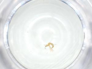  ( - CBG-A36157-F12)  @11 [ ] CreativeCommons - Attribution Share - Alike (2024) Centre for Biodiversity Genomics Centre for Biodiversity Genomics