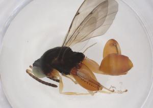  ( - CBG-A36173-A06)  @11 [ ] CreativeCommons - Attribution Share - Alike (2024) Centre for Biodiversity Genomics Centre for Biodiversity Genomics