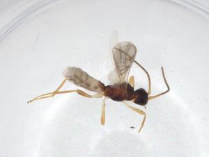  ( - CBG-A36177-C01)  @11 [ ] CreativeCommons - Attribution Share - Alike (2024) Centre for Biodiversity Genomics Centre for Biodiversity Genomics