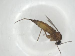  ( - CBG-A36298-D06)  @11 [ ] CreativeCommons - Attribution Share - Alike (2024) Centre for Biodiversity Genomics Centre for Biodiversity Genomics