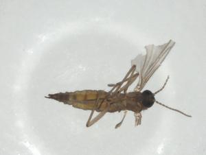  ( - CBG-A36298-D11)  @11 [ ] CreativeCommons - Attribution Share - Alike (2024) Centre for Biodiversity Genomics Centre for Biodiversity Genomics