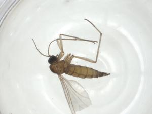  ( - CBG-A36298-H09)  @11 [ ] CreativeCommons - Attribution Share - Alike (2024) Centre for Biodiversity Genomics Centre for Biodiversity Genomics