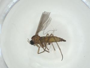  ( - CBG-A36299-B09)  @11 [ ] CreativeCommons - Attribution Share - Alike (2024) Centre for Biodiversity Genomics Centre for Biodiversity Genomics