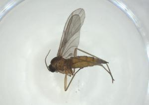  ( - CBG-A36299-C03)  @11 [ ] CreativeCommons - Attribution Share - Alike (2024) Centre for Biodiversity Genomics Centre for Biodiversity Genomics