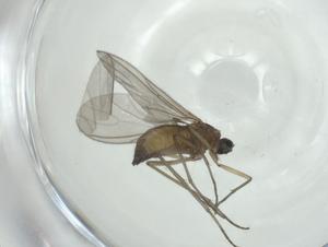  ( - CBG-A36299-D07)  @11 [ ] CreativeCommons - Attribution Share - Alike (2024) Centre for Biodiversity Genomics Centre for Biodiversity Genomics