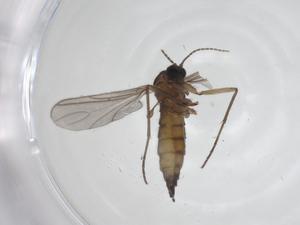  ( - CBG-A36300-C12)  @11 [ ] CreativeCommons - Attribution Share - Alike (2024) Centre for Biodiversity Genomics Centre for Biodiversity Genomics