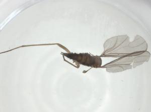  ( - CBG-A36301-A04)  @11 [ ] CreativeCommons - Attribution Share - Alike (2024) Centre for Biodiversity Genomics Centre for Biodiversity Genomics