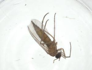  ( - CBG-A36301-F01)  @11 [ ] CreativeCommons - Attribution Share - Alike (2024) Centre for Biodiversity Genomics Centre for Biodiversity Genomics