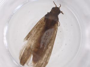  ( - CBG-A36302-A04)  @11 [ ] CreativeCommons - Attribution Share - Alike (2024) Centre for Biodiversity Genomics Centre for Biodiversity Genomics