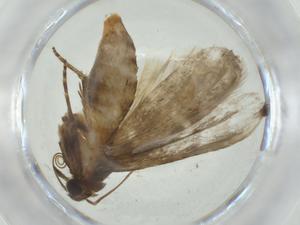  ( - CBG-A36304-B10)  @11 [ ] CreativeCommons - Attribution Share - Alike (2024) Centre for Biodiversity Genomics Centre for Biodiversity Genomics