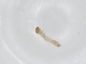  ( - CBG-A36305-C08)  @11 [ ] CreativeCommons - Attribution Share - Alike (2024) Centre for Biodiversity Genomics Centre for Biodiversity Genomics